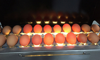 industrial egg  peeling machine light Transmission 